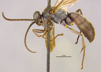 Media type: image;   Entomology 13682 Aspect: habitus lateral view